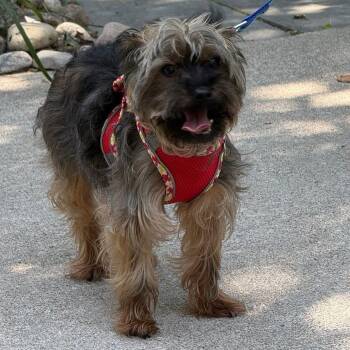 Tobi -  Yorkie Poo Dog for Adoption in Toronto, Ontario - Tobi | PetCurious