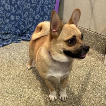 IVHS-Stray-143253 -  Cardigan Welsh Corgi and Chihuahua Dog for Adoption in San Gabriel, California - IVHS-Stray-143253 | PetCurious