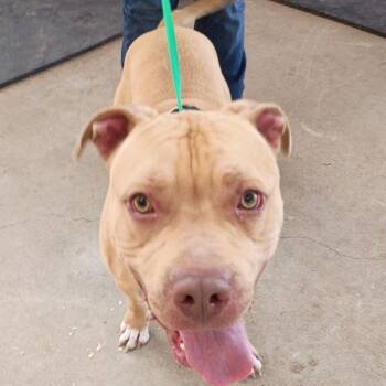 Rescue Pit Bull Terrier Dogs for Adoption in Hohenwald, Tennessee - Buck | PetCurious