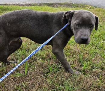 Phil -  Labrador Retriever and Mixed Breed Dog for Adoption in Ridgeland, South Carolina - Phil | PetCurious