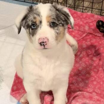 oggie -  Labrador Retriever and Australian Shepherd Dog for Adoption in Winder, Georgia - Oggie | PetCurious