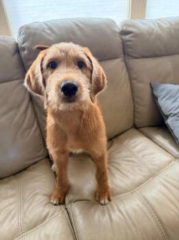 Ripley -  Goldendoodle Dog for Adoption in Blue Springs, Missouri - Ripley | PetCurious