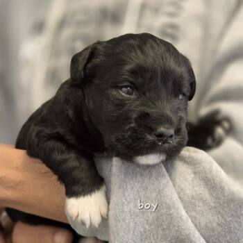 Mixed Breed Dogs Available for Adoption in Madison, Wisconsin - Ross | PetCurious