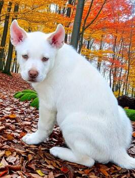 Fitz -  German Shepherd Dog and Siberian Husky Dog for Adoption in North Olmsted, Ohio - Fitz | PetCurious
