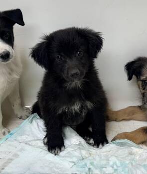 Nugget -  Australian Cattle Dog Blue Heeler Dog for Adoption in Chicago, Illinois - Nugget | PetCurious