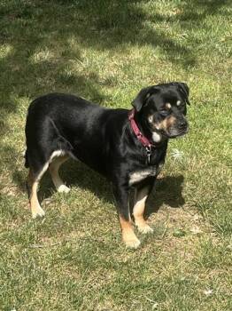 Rescue Rottweiler and Mixed Breed Dogs for Adoption in Merriam, Kansas - Jasmine | PetCurious