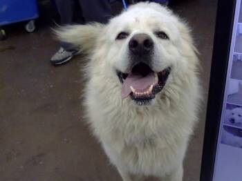 Rescue Mixed Breed Dogs for Adoption in Dallas, Texas - BRUCE | PetCurious