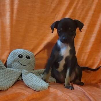 Minnie -  Chihuahua Dog for Adoption in Park Row, Texas - Minnie | PetCurious