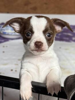 Toy Fox Terrier and Chihuahua Dogs Available for Adoption - Inveirno | PetCurious