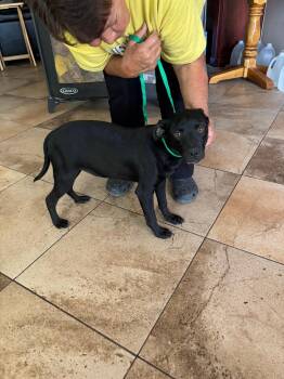 Rescue Chihuahua and Black Russian Terrier Dogs for Adoption in San Antonio, Texas - ORION | PetCurious