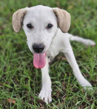 Rescue Beagle Dogs for Adoption in South Kingstown, Rhode Island - Tom Sawyer Storybook | PetCurious