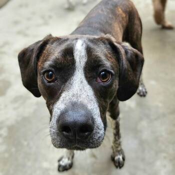 Swiss -  Boxer and Boston Terrier Dog for Adoption in Chicago, Illinois - Swiss | PetCurious