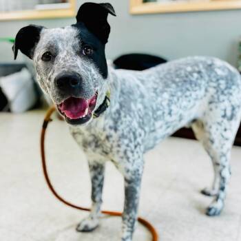Diesel -  Australian Cattle Dog Blue Heeler Dog Available for Adoption in Lebanon, Missouri - Diesel | PetCurious