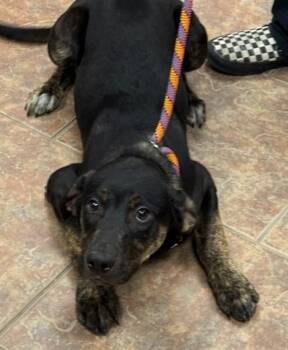 Hound Dogs Available for Adoption - Claire | PetCurious