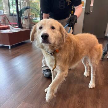 Mixed Breed Dogs Available for Adoption in Nashville, Indiana - CK | PetCurious