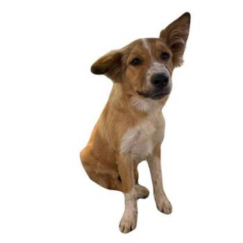 Farrah -  Australian Shepherd Dog for Adoption in Red Bluff, California - Farrah | PetCurious