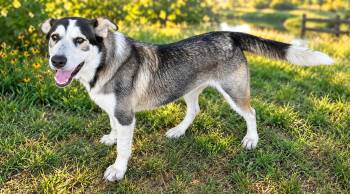 Hank -  Husky Dog for Adoption in The Woodlands, Texas - Hank | PetCurious