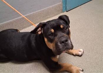 Rescue American Bulldog Dogs for Adoption in Las Vegas, Nevada - PEONY | PetCurious