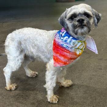 Lhasa Apso Dogs Available for Adoption in Newport Beach, California - Oskar | PetCurious