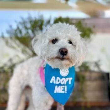 Maltese and Poodle Dogs Available for Adoption in Pacific Grove, California - Chamomile | PetCurious