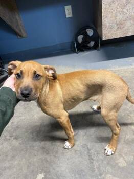 Labrador Retriever and Mixed Breed Dogs Available for Adoption in Tallahassee, Florida - PETER | PetCurious