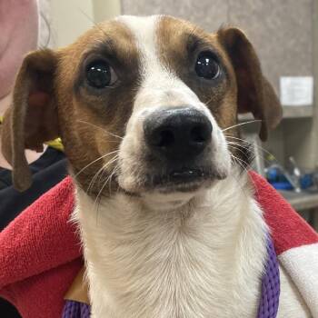 Tim McGraw -  Terrier and Hound Dog for Adoption in Birmingham, Alabama - Tim McGraw | PetCurious
