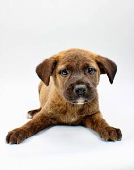 Australian Shepherd and Mixed Breed Dogs Available for Adoption in Morton Grove, Illinois - Zack | PetCurious