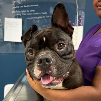 Mavrick -  Mixed Breed Dog for Adoption in Newark, New Jersey - Mavrick | PetCurious