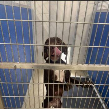 German Shorthaired Pointer Dogs Available for Adoption in Shelbyville, Illinois - Hershey | PetCurious