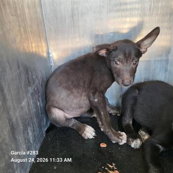 BLOSSOM -  American Staffordshire Terrier Dog for Adoption in San Antonio, Texas - BLOSSOM | PetCurious