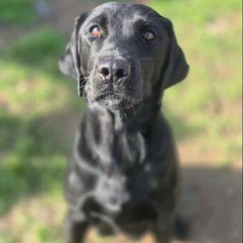 Millie -  Black Labrador Retriever Dog for Adoption in Rockville, Maryland - Millie | PetCurious