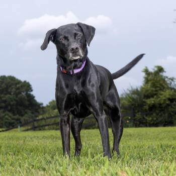 Joanne -  Black Labrador Retriever and Pointer Dog for Adoption in Franklin, Tennessee - Joanne | PetCurious