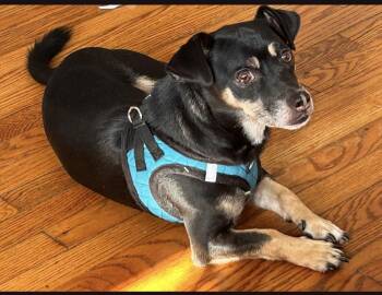 George -  Dachshund Dog for Adoption in Jacksonville, Florida - George | PetCurious