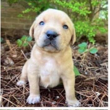 Puffball -  Yellow Labrador Retriever and Mixed Breed Dog for Adoption in Buffalo, Minnesota - Puffball | PetCurious