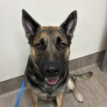 Whimsy -  German Shepherd Dog and Mixed Breed Dog for Adoption in Pasadena, California - Whimsy | PetCurious