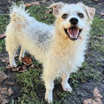 Rescue Mixed Breed Dogs for Adoption in Oakland, California - Sheep | PetCurious