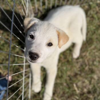 Labrador Retriever and Border Collie Dogs Available for Adoption in Sanford, North Carolina - Salt | PetCurious