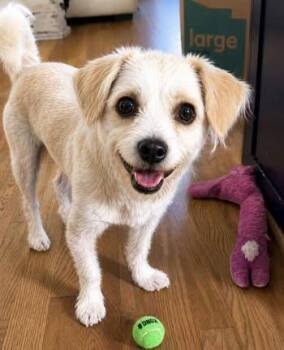 Miniature Poodle Dogs Available for Adoption in Calera, Alabama - Tank | PetCurious