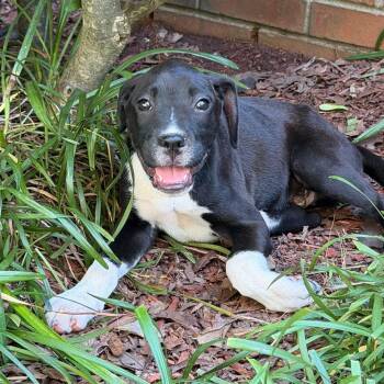 Cooper -  Boxer and Labrador Retriever Dog for Adoption in Glocester, Rhode Island - Cooper | PetCurious