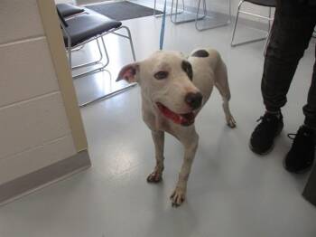 A385701 -  American Bulldog and Mixed Breed Dog for Adoption in Ocala, Florida - A385701 | PetCurious