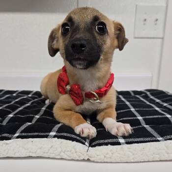 Chihuahua Dogs Available for Adoption - Candy | PetCurious