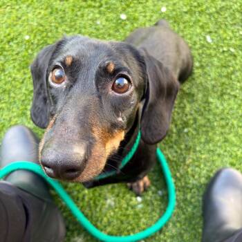 Dachshund Dogs Available for Adoption in Bedford, New Hampshire - Mafias | PetCurious