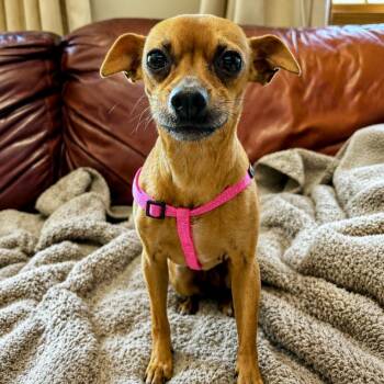 Pringles -  Chihuahua and Mixed Breed Dog for Adoption in Mead, Colorado - Pringles | PetCurious