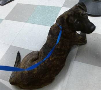 PIZZA -  Australian Cattle Dog Blue Heeler Dog for Adoption in Oklahoma City, Oklahoma - PIZZA | PetCurious