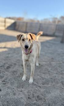 Rescue Labrador Retriever and Golden Retriever Dogs for Adoption in Muskegon, Michigan - Grant | PetCurious