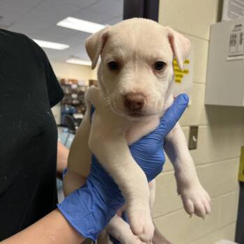 Sox -  Husky and Mixed Breed Dog for Adoption in Charlottesville, Virginia - Sox | PetCurious
