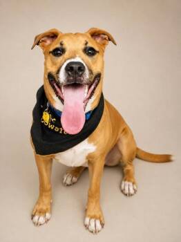 Walnut -  Mixed Breed Dog for Adoption in Hamilton, Ohio - Walnut | PetCurious