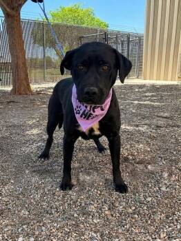Denneyerser / Molly -  Labrador Retriever and Mixed Breed Dog for Adoption in Broomfield, Colorado - Denneyerser / Molly | PetCurious