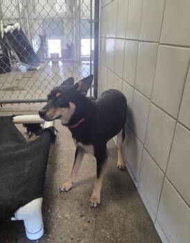 Bridger -  Mixed Breed Dog for Adoption in Rock Springs, Wyoming - Bridger | PetCurious