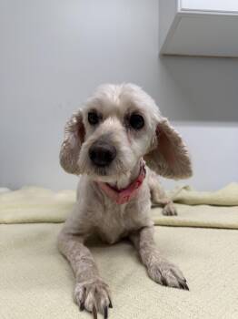 Rescue Bichon Frise Dogs for Adoption in Peconic, New York - Sadie | PetCurious
